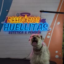 Mascota en Accesorios Huellitas 1