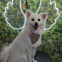 Mascota en Accesorios Huellitas 2