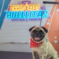 Mascota en Accesorios Huellitas 3