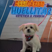 Mascota en Accesorios Huellitas 4
