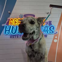 Mascota en Accesorios Huellitas 5
